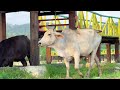 Suara sapi memanggil kawan untuk pulang - Suara Lembu lucu