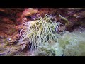 Unterwasserwelt von Mallorca Urlaub 2022