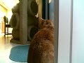 Cats watching the Rain