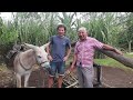 This man became a millionaire by working with his donkey 🏝 Galápagos 🏝
