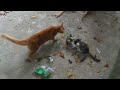 memberi makan kucing di pinggir jalan dekat kali