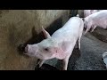 Many pigs compete to bathe and eat bran