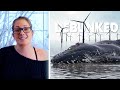 The Truth About Whales and Offshore Wind Farms