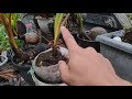 PROSES PERAWATAN BONSAI KELAPA 0-3 BULAN MENURUT PARA MASTER BONSAI KELAPA