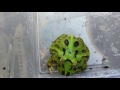 Green pacman frog