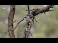 Славка-черноголовка | Голоса птиц | Звуки природы