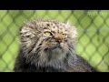 Manul: Free steppe hermit | Interesting facts about Pallasov the cat