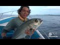 Pesca Con Sardina VIVA en Mar Abierto | SÚPER EFECTIVO!!