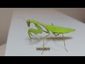 I gave Horsehair Worms to the praying mantis! Amazing response from the praying mantis!