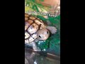 Freshly Hatched BABY TURTLE! 😍🐢