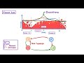 GCSE Biology - The Menstrual Cycle & Puberty  #60