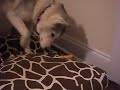 Husky puppy trying to bury chew treat