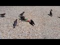 Birds eating a hotdog