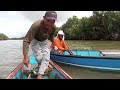 Spot ini di huni ikan Patin dan kawanan Baramundi