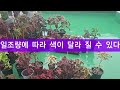 #2탄 콜레우스 한달200개 번식하기#콜레우스 외목대고수의 꿀팁#콜레우스 종류와 특성