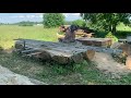 Sawing a big Oak log