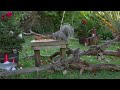 Cat TV for Cats to Watch 😸 Birds & Squirrels Play with Elves 🕊️ Bird Videos & Cat Games (4K HDR)