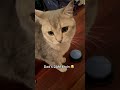 Adorable Cat Begs Nonstop to Go Outside