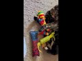 Cat is happy with her toys
