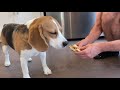 Cute beagle loves opening birthday presents