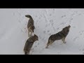 Watching wild wolves in the village from a tower [Chernobyl zone]