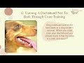 Training A Dachshund Not To Bark Quickly and Easily