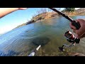 Early Summer Carp Campaign Quest for a 20lbs Carp (Lake Berryessa)