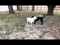 Laura playing with foster sister Pepper