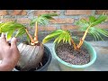 Bonsai Kelapa Potel Cepat Tumbuh Kembali Tunasnya