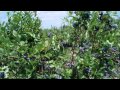 Extending Your Blueberry Picking Season - Best Blueberry Plant Varieties