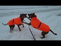 Ridgebacks first winter snow.