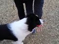 Ted on the beach   Border Collie