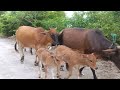 Sapi Lembu Jinak yang sehat Berkeliaran melewati perkampungan - video gembala Sapi lembu di kampung