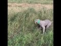 Weimaraner puppy points his first bird hilarious