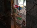 Parakeets taking shower