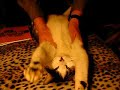 CAT MASSAGE