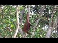 Orangutan Baby Playing