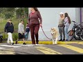 RASPA OU NÃO RASPA? 40 MINUTOS DE CARROS PASSANDO EM LOMBADA - 7008FILMS