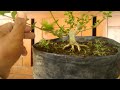 SELEKSI CABANG BONSAI SANCANG SMALL