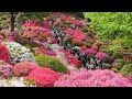 根津神社の咲き誇る優美なツツジ 東京 4K 2024  japan  Amazing azaleas blooming at Tokyo shrine
