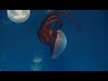 Aquarium 4K VIDEO (ULTRA HD) 🐠 Beautiful Coral Reef Fish - Relaxing Sleep Meditation Music #2