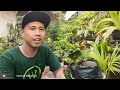 KOLEKSI BONSAI KELAPA MEWAH OM EDUAR PALEMBANG