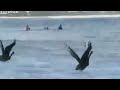 Swans bodysurfing in Australia WTF ? crazy world