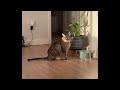 FUNNY CATS MEMES COMPILATION V03