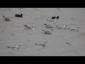 ユリカモメの群れ20231217米子水鳥公園DSCN6222