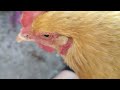 25 minutes of 17 day old chicks and mother hen