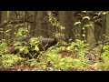 Crazy!!! | RARE VIDEO of a GOBBLING HEN Turkey