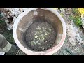 moment of finding big jar full of golden coins using a 3D metal detector
