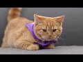 Calming Music for Anxious Cats - Cat Music for Deep Relaxation and Sleep, Music For Cats