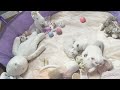 23 DAYS cute scottish fold baby kittens and cat mother #kittens #cutecat #asmr #catvideo